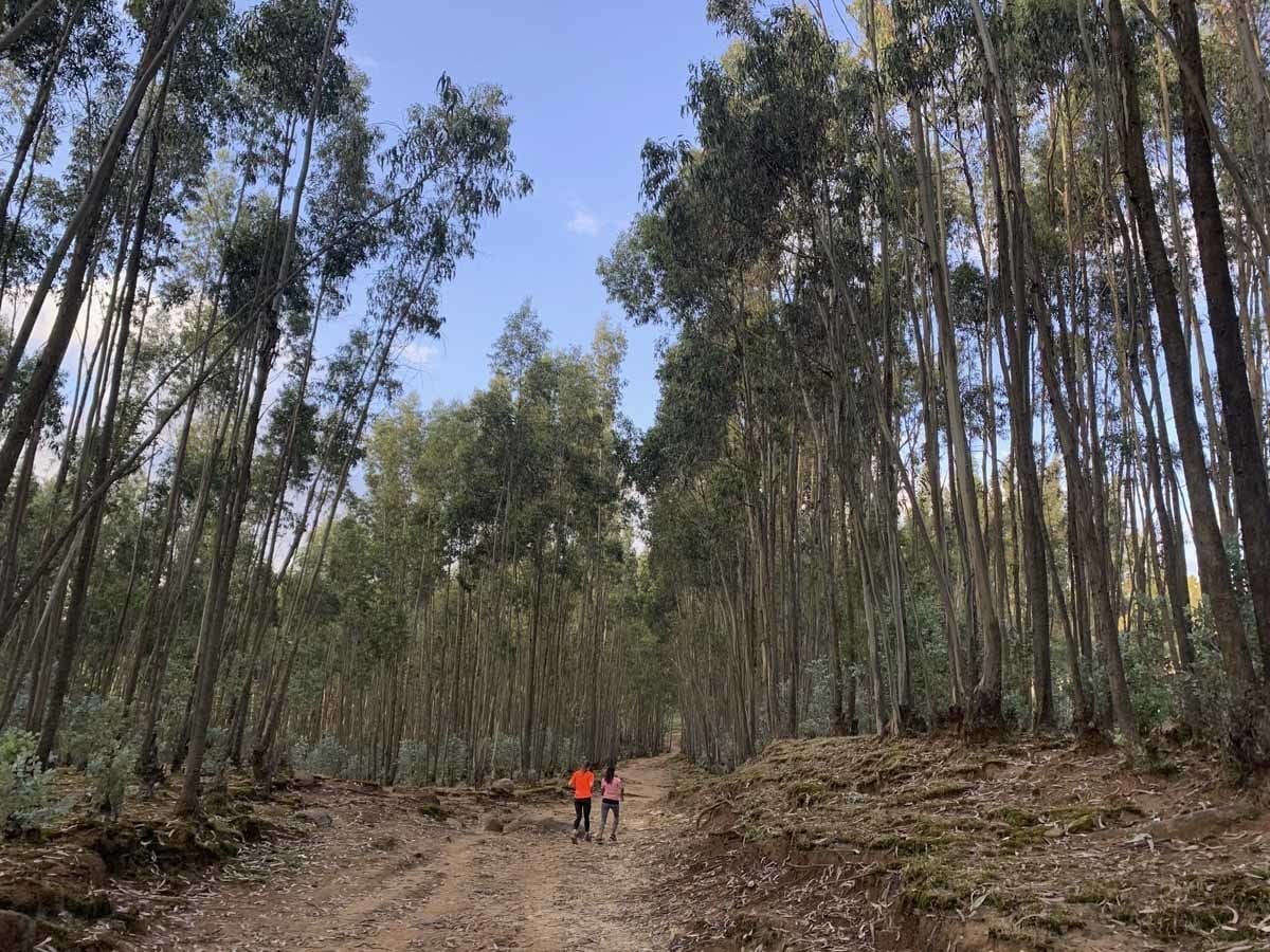 running in forest ethiopia