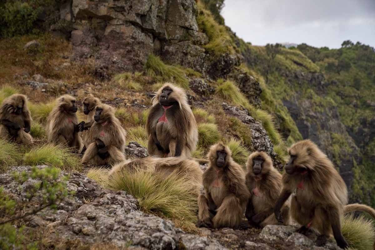 simien mountains gelada baboons