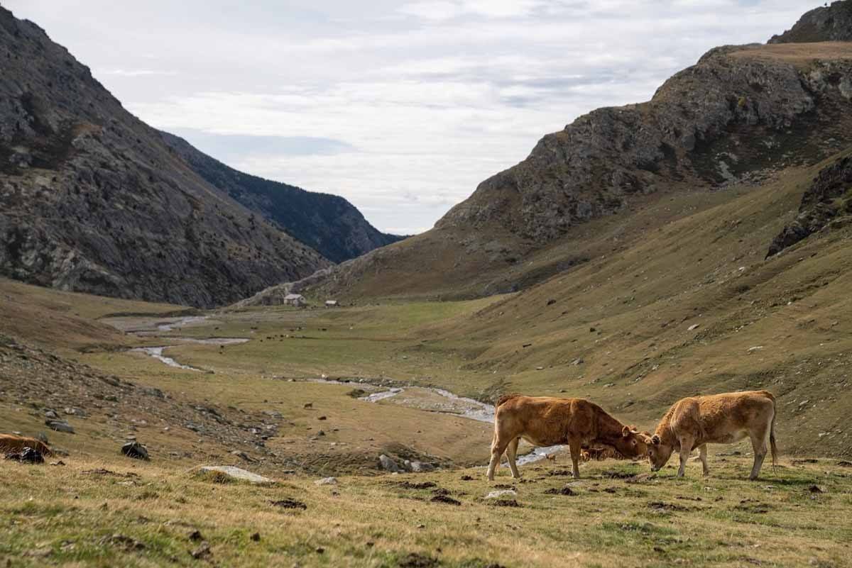 cows hiking pyrenees