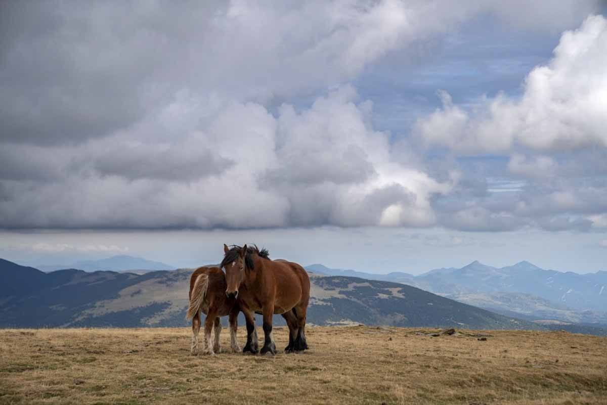 horses mountain pass pyrenees