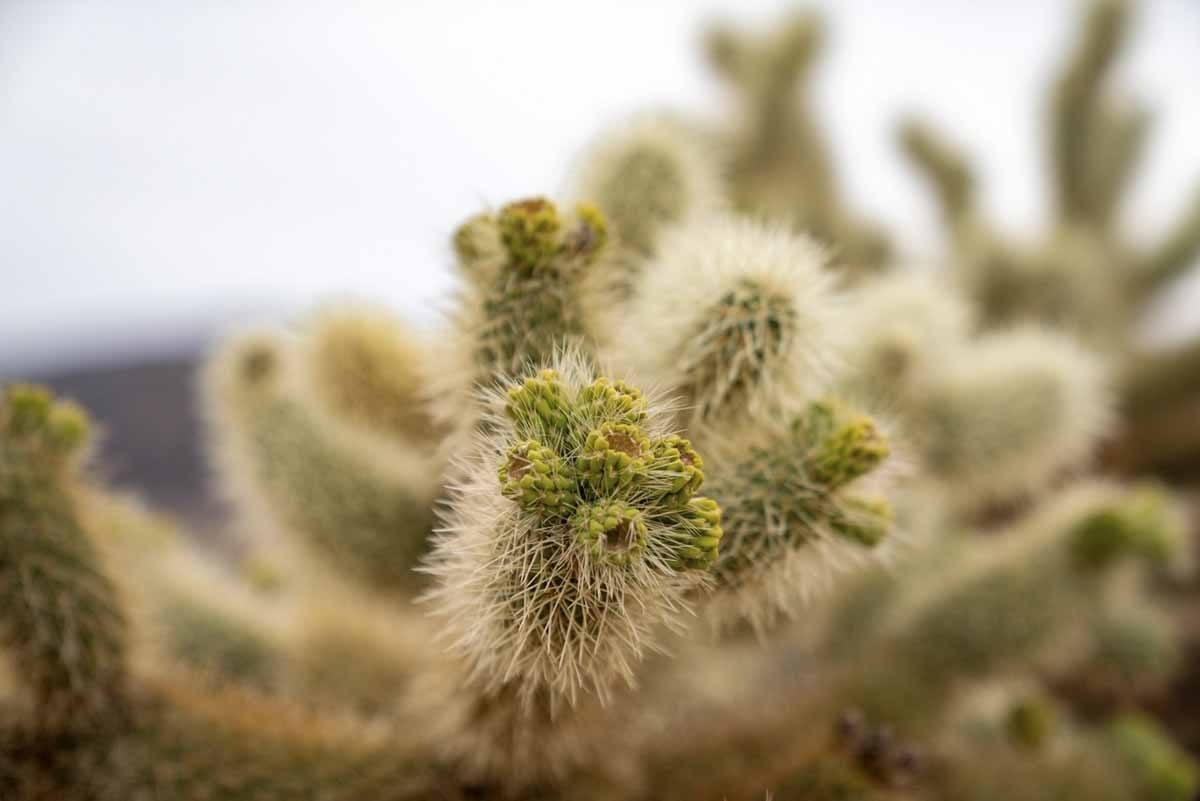 cholla cactus mojave desert