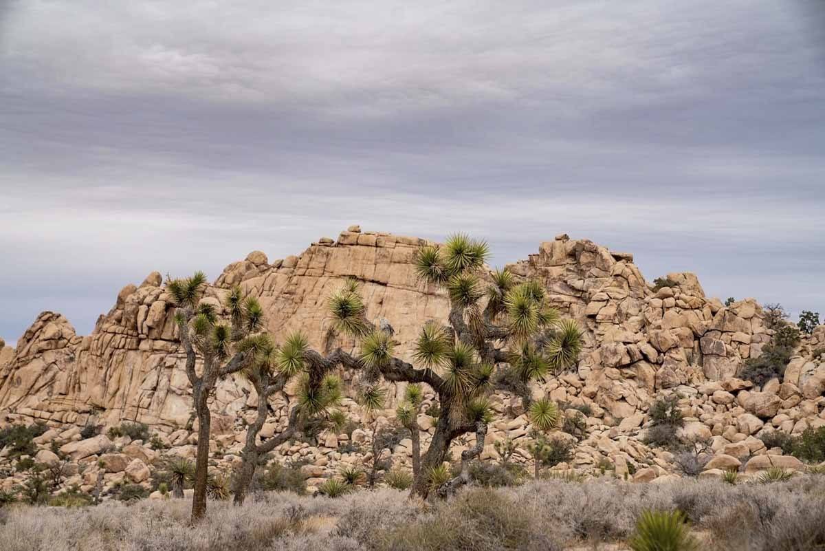 joshua tree mojave desert california