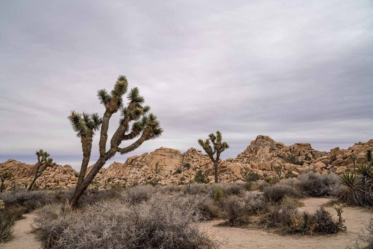 joshua tree rocks