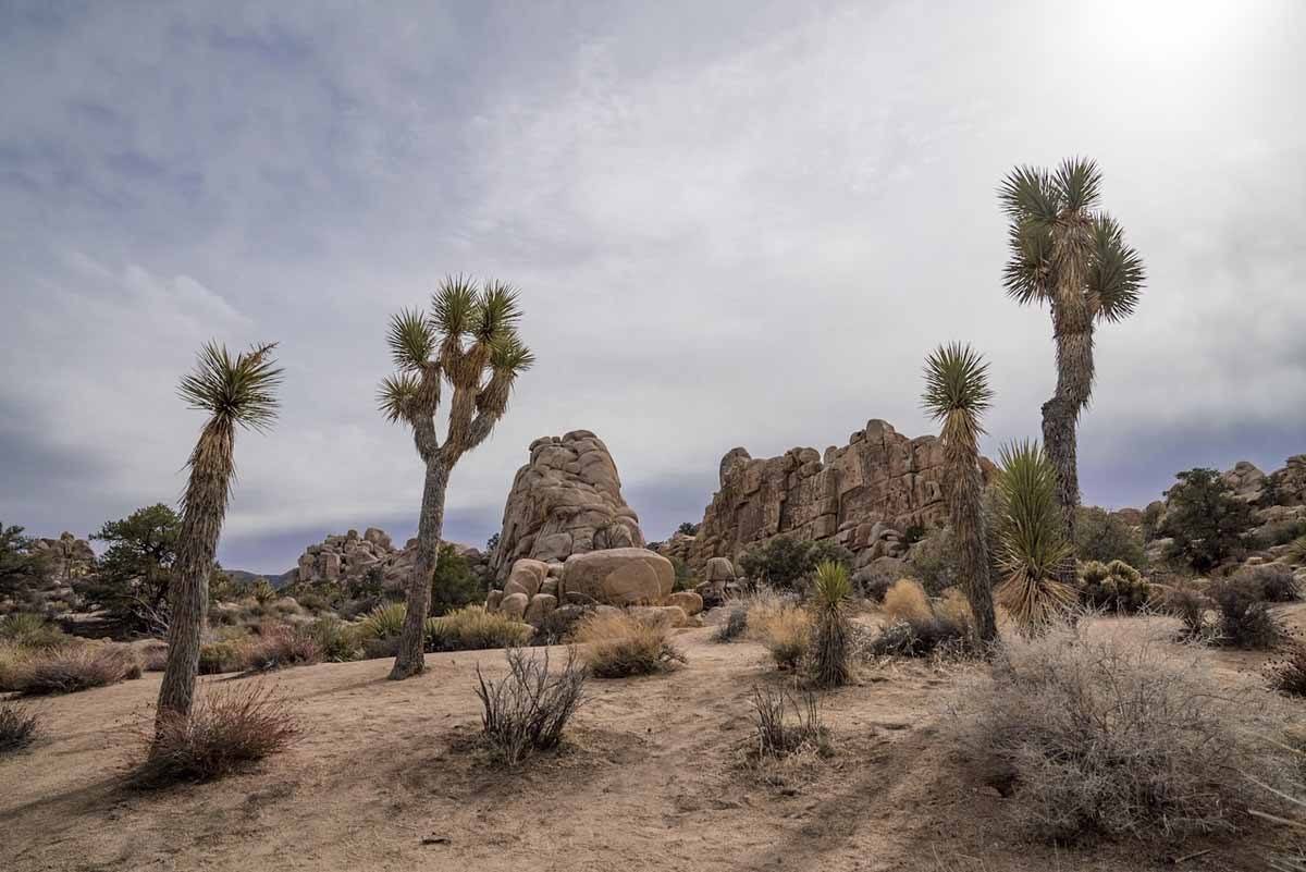 joshua trees tall