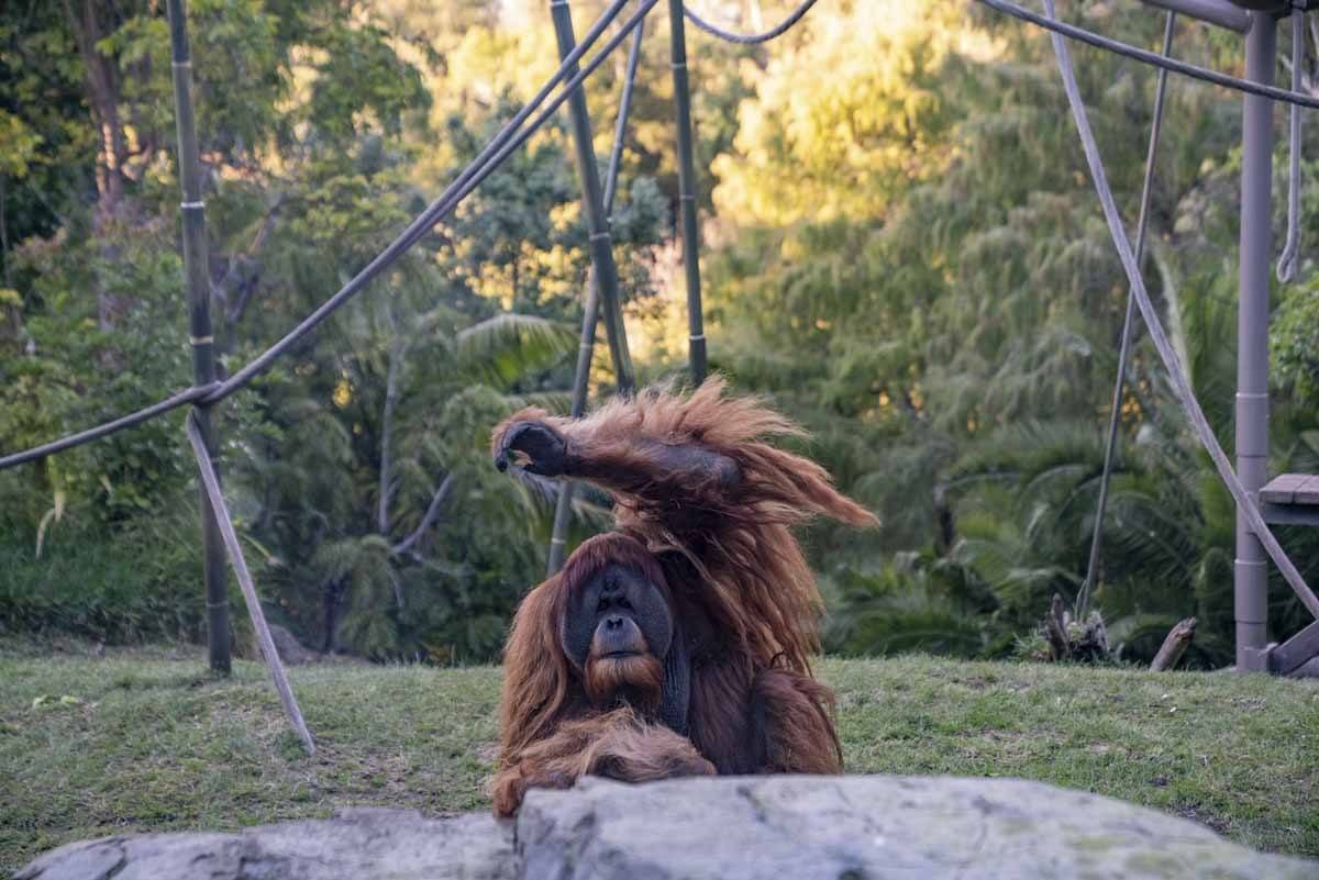 orangutan san diego zoo