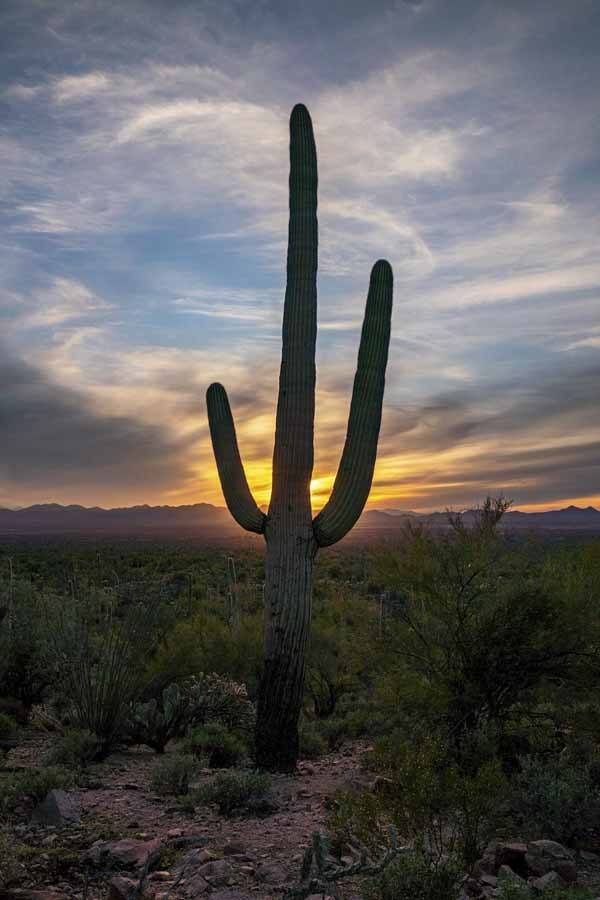 saguaro national park cactus vertical