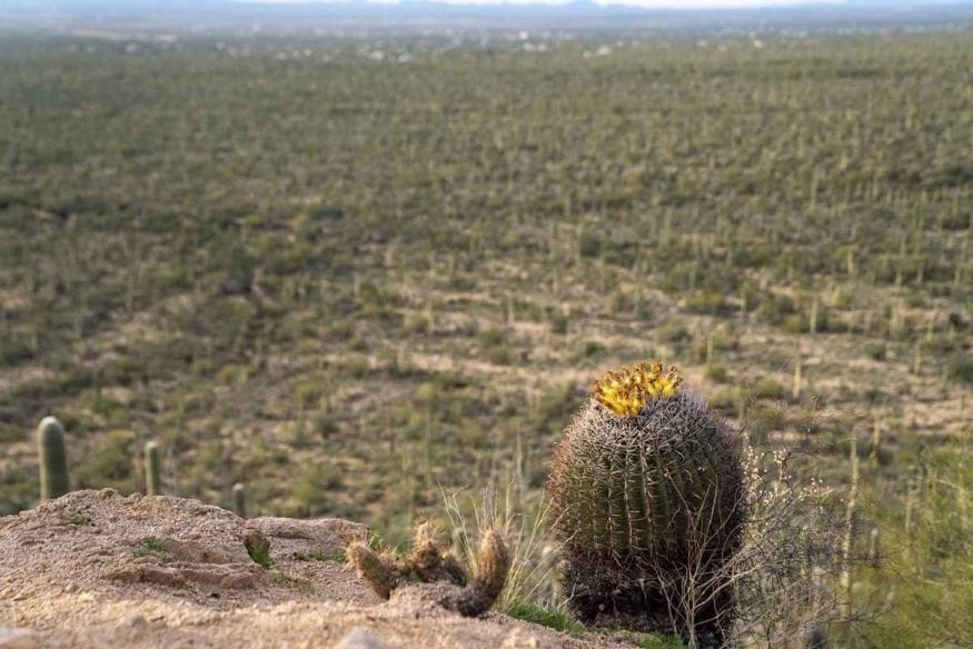 saguaro national park cactus