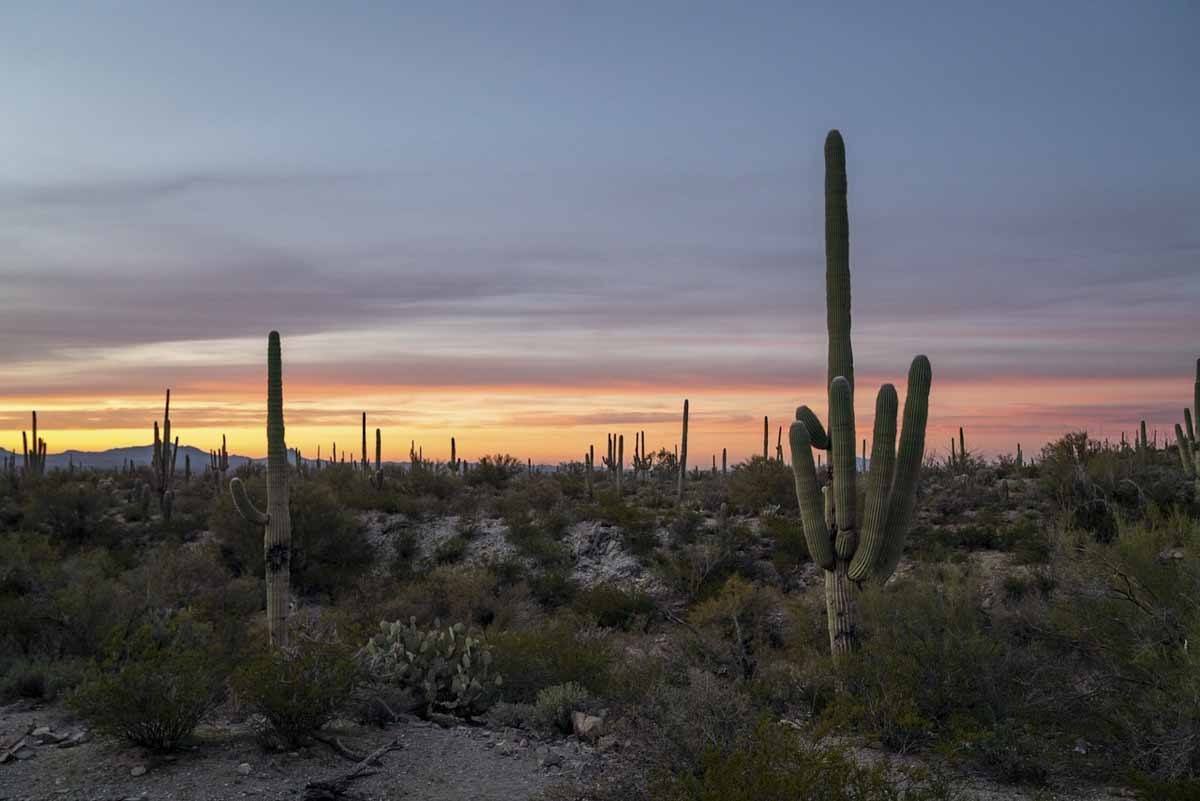 saguaro national park sunset