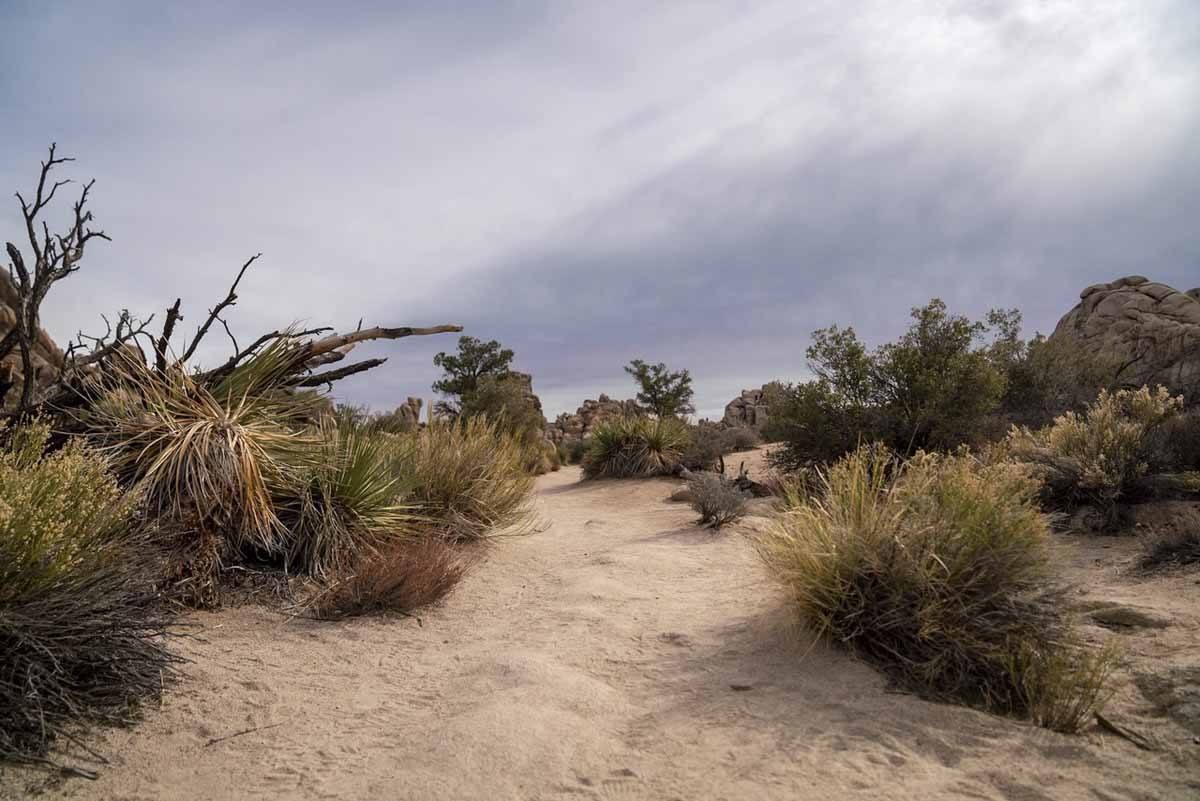 the maze wash joshua tree