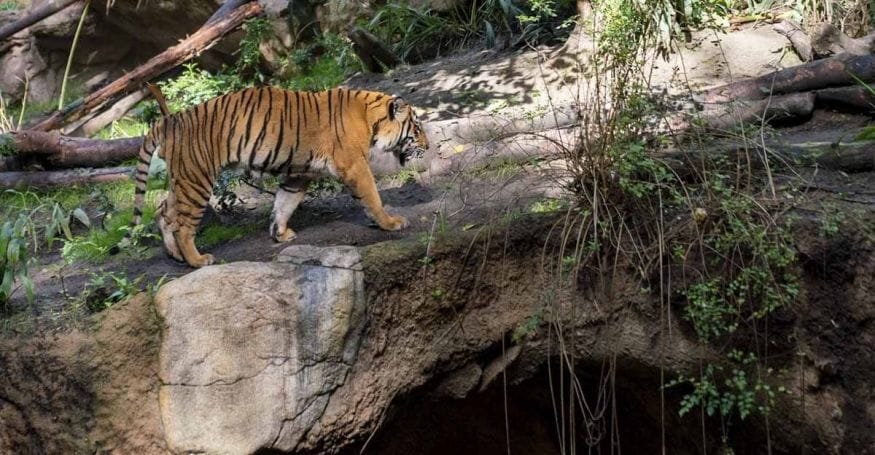 tiger san diego zoo