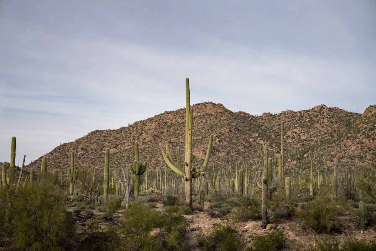 tucson saguaro west