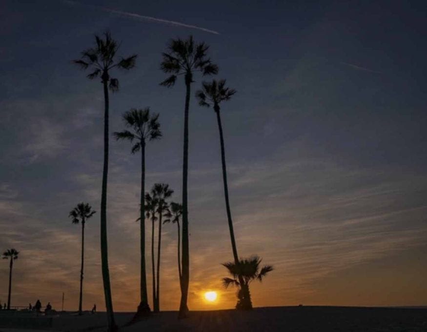 venice beach sunset palms