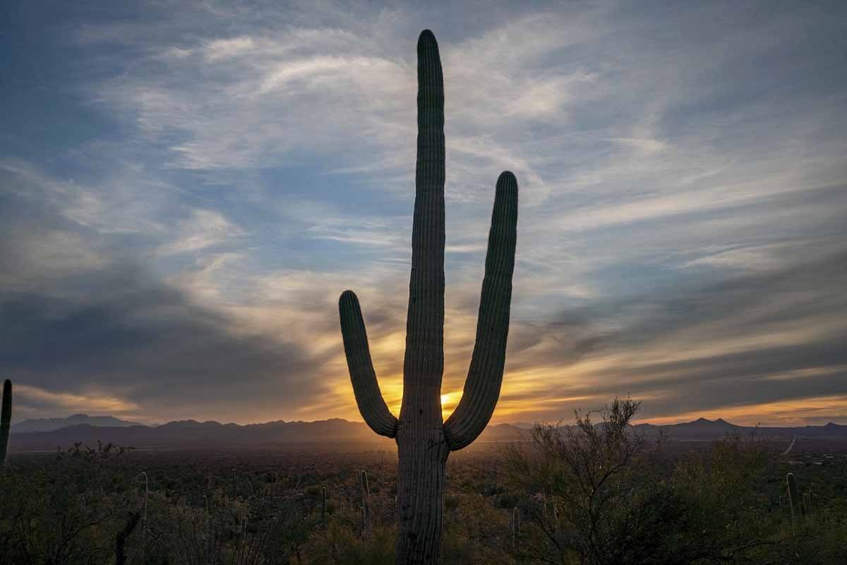 weekend in tucson saguaro