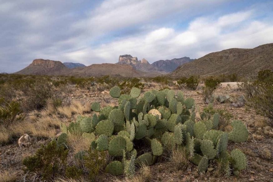 cactus desert big bend texas