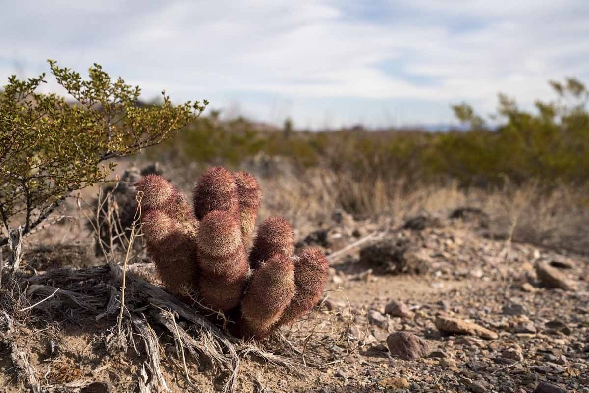 cactus red big bend