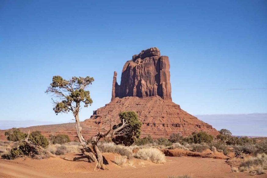 monument valley desert tree