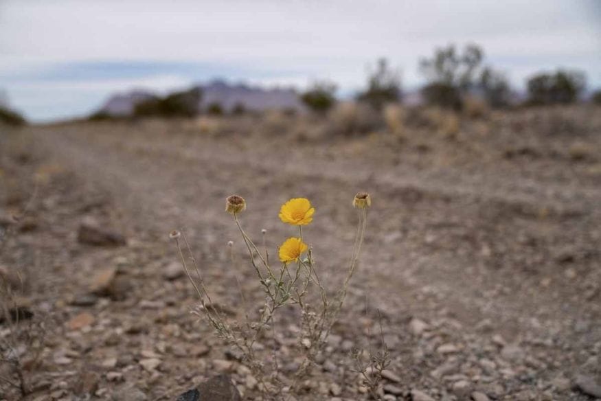 yellow flower big bend