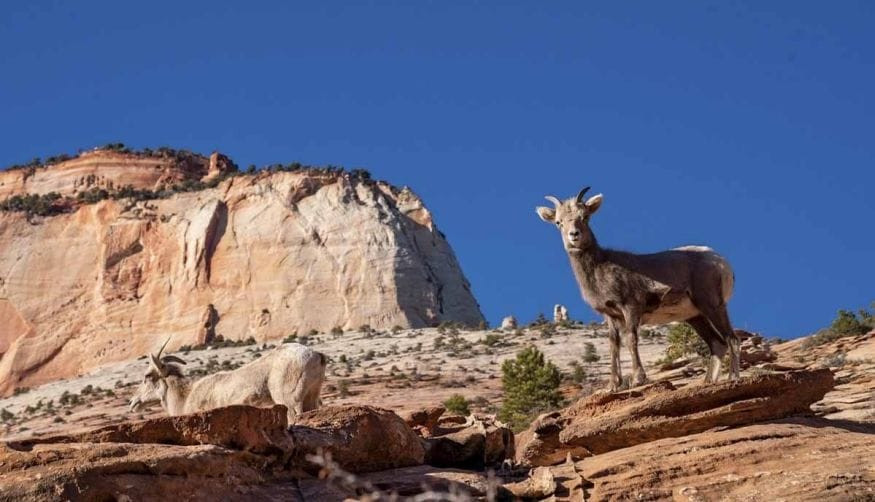 zion national park canyon mountain goat