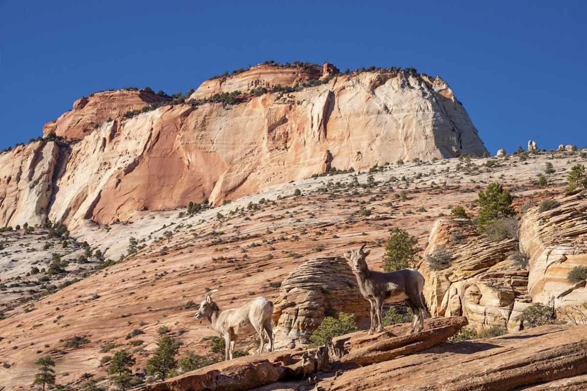 zion national park mountain goat