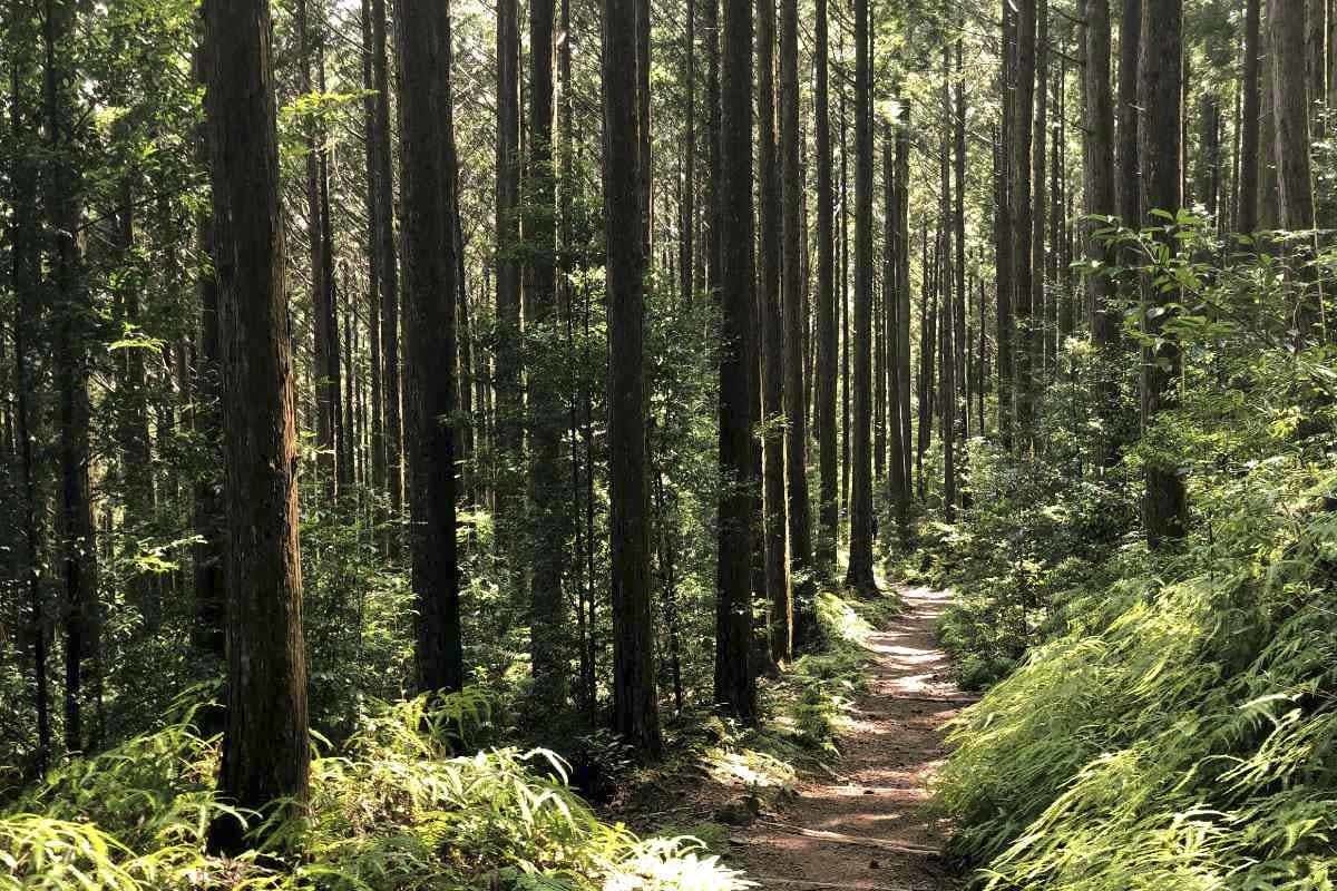 Hiking Kumano Kodo