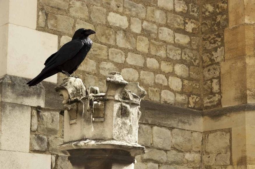 tower-of-london-ravens