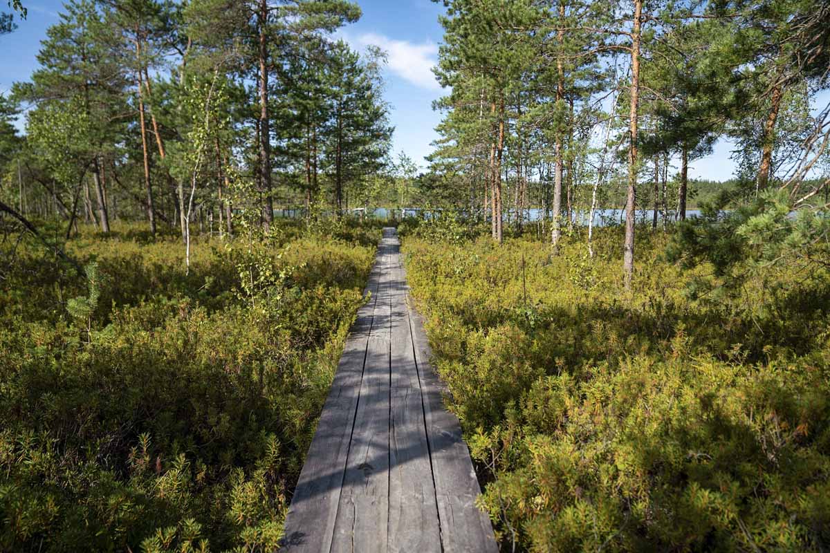 teirumniku bog trail