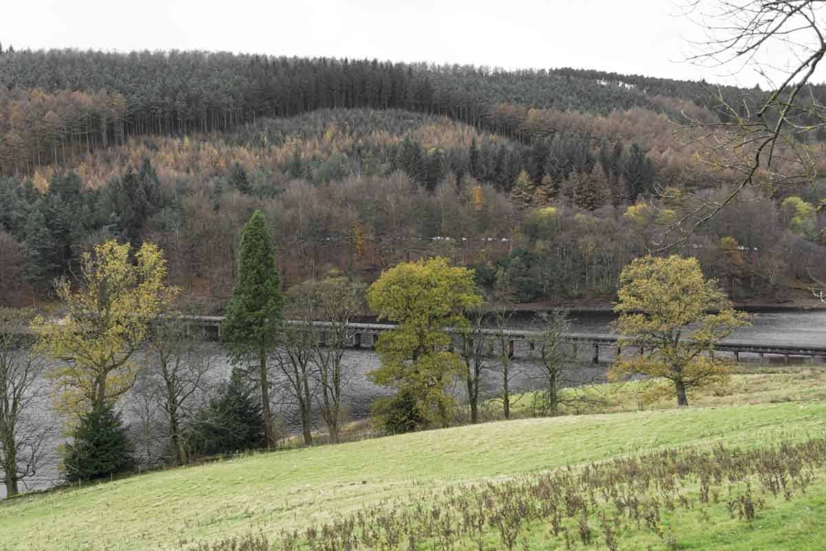 lady bower