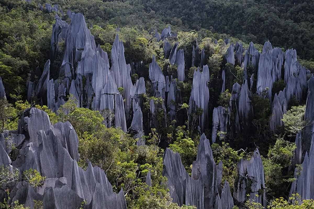 Pinnacles_Mulu