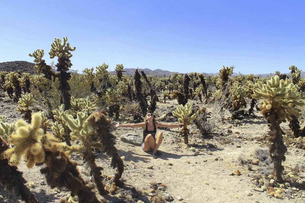 Cholla Cacti at Joshua Tree National Park