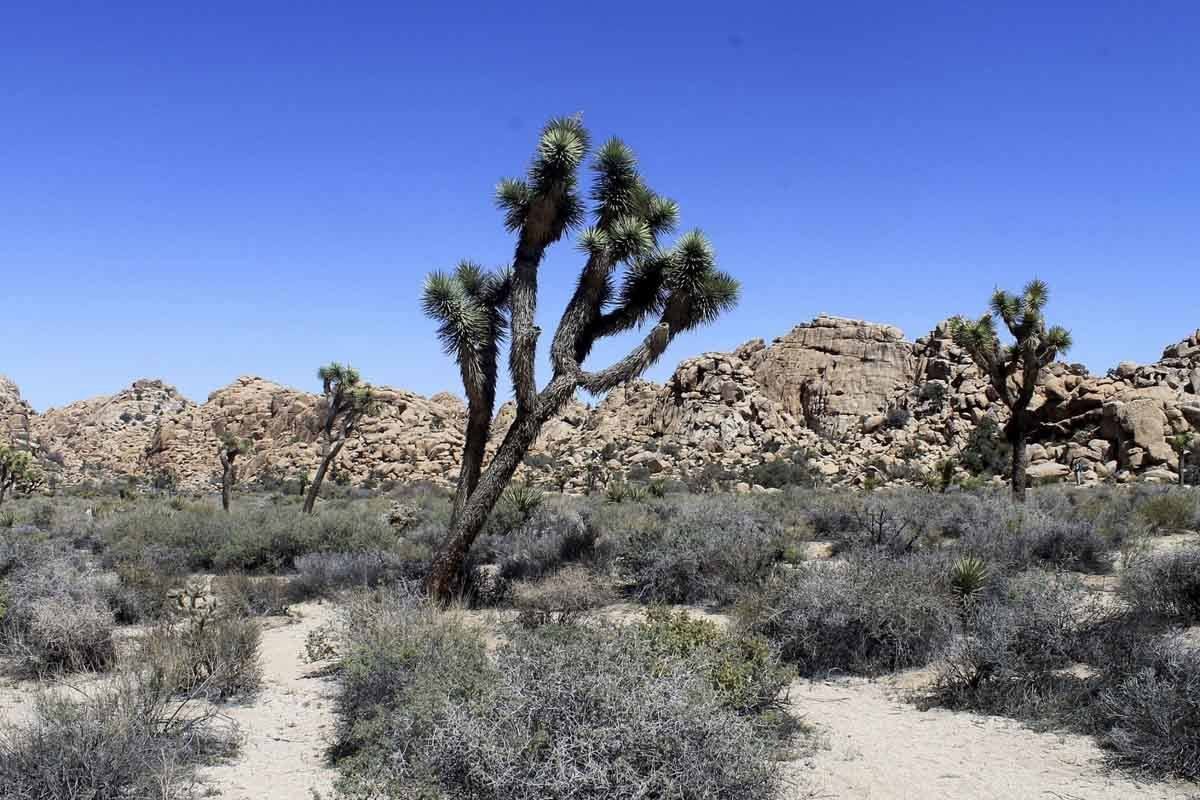 Joshua Trees