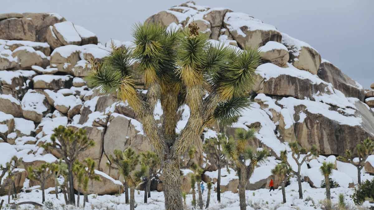 snow in Joshua Tree