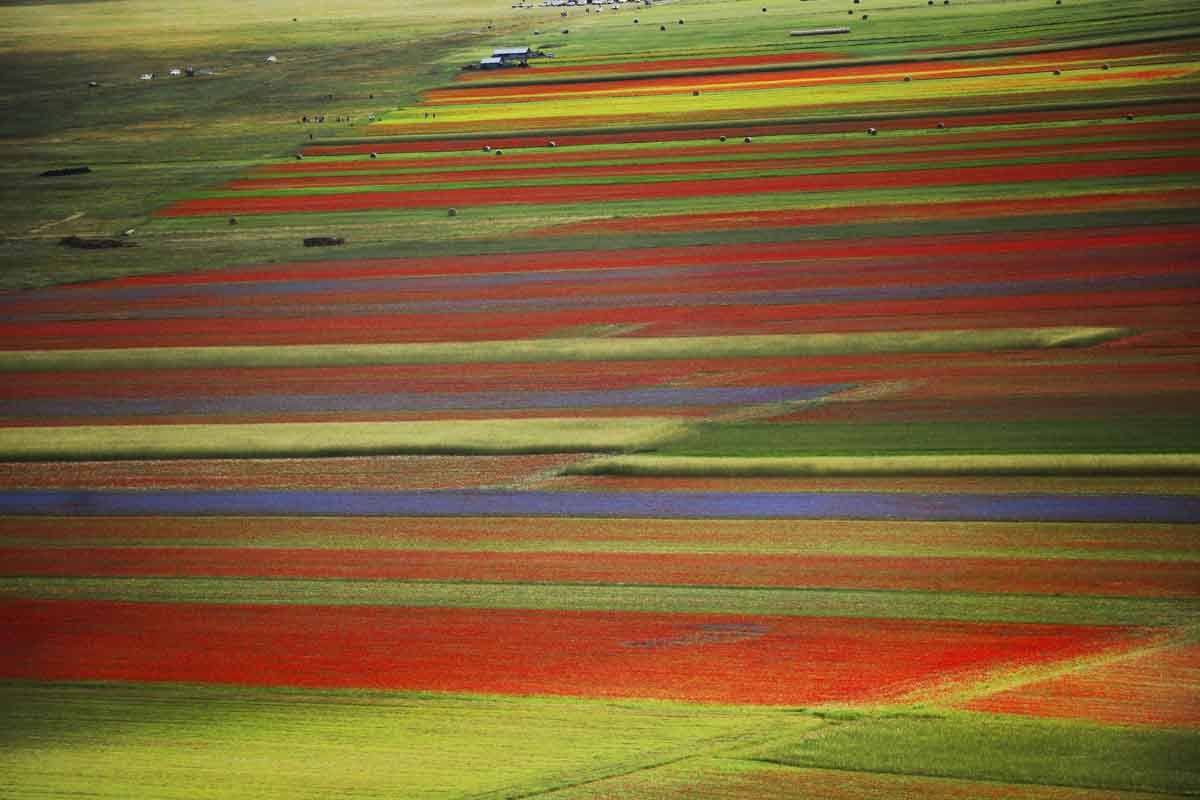 castelluccio italy in june