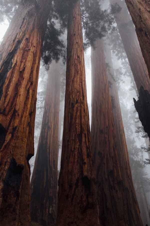 sequoia road trip los angeles