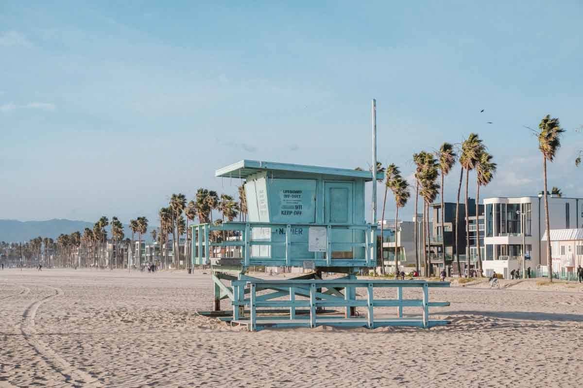 venice beach palms