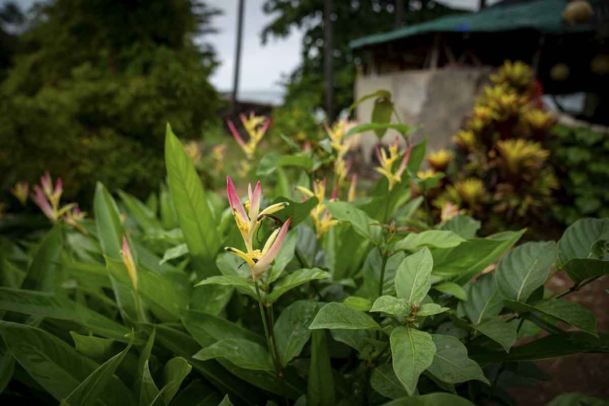 banana island flowers