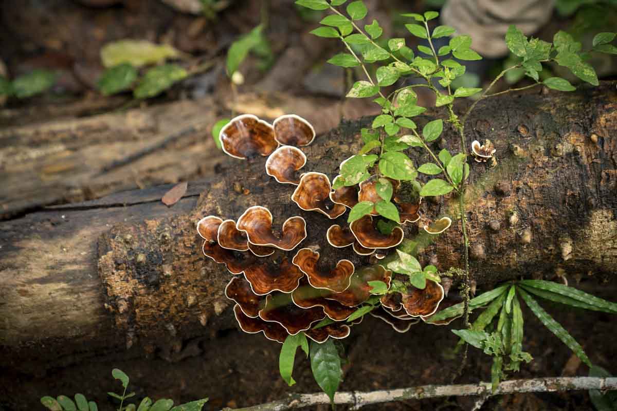 fungus tiwai