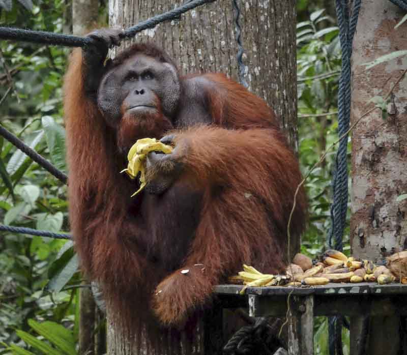 Semenggoh_orangutan_kuching