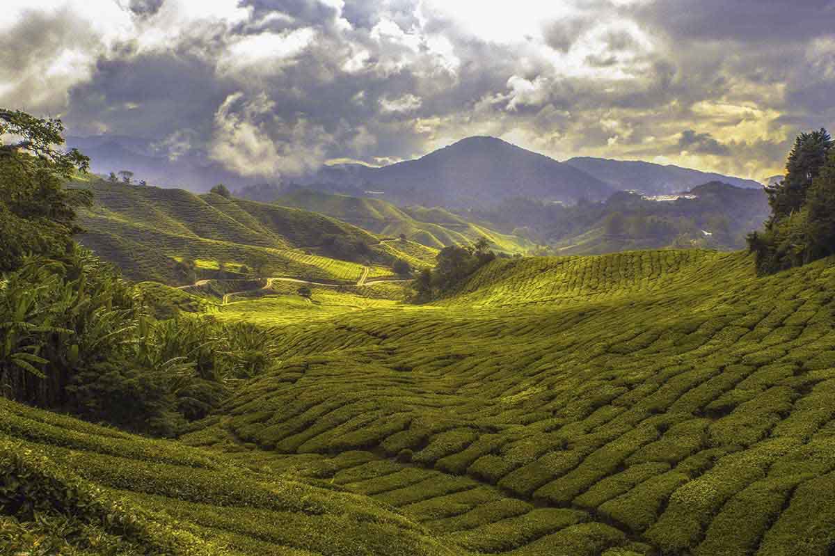 cameron_highlands