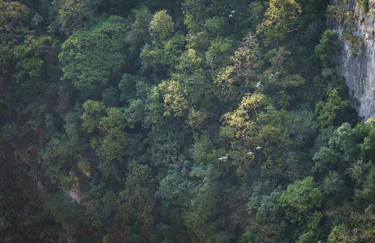 sierra gorda macaws