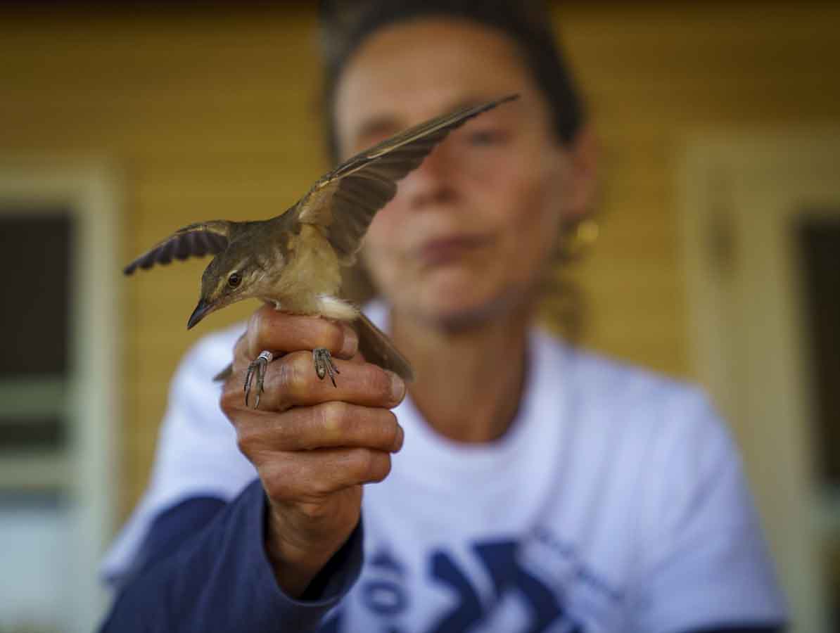 ventotene bird ringing station