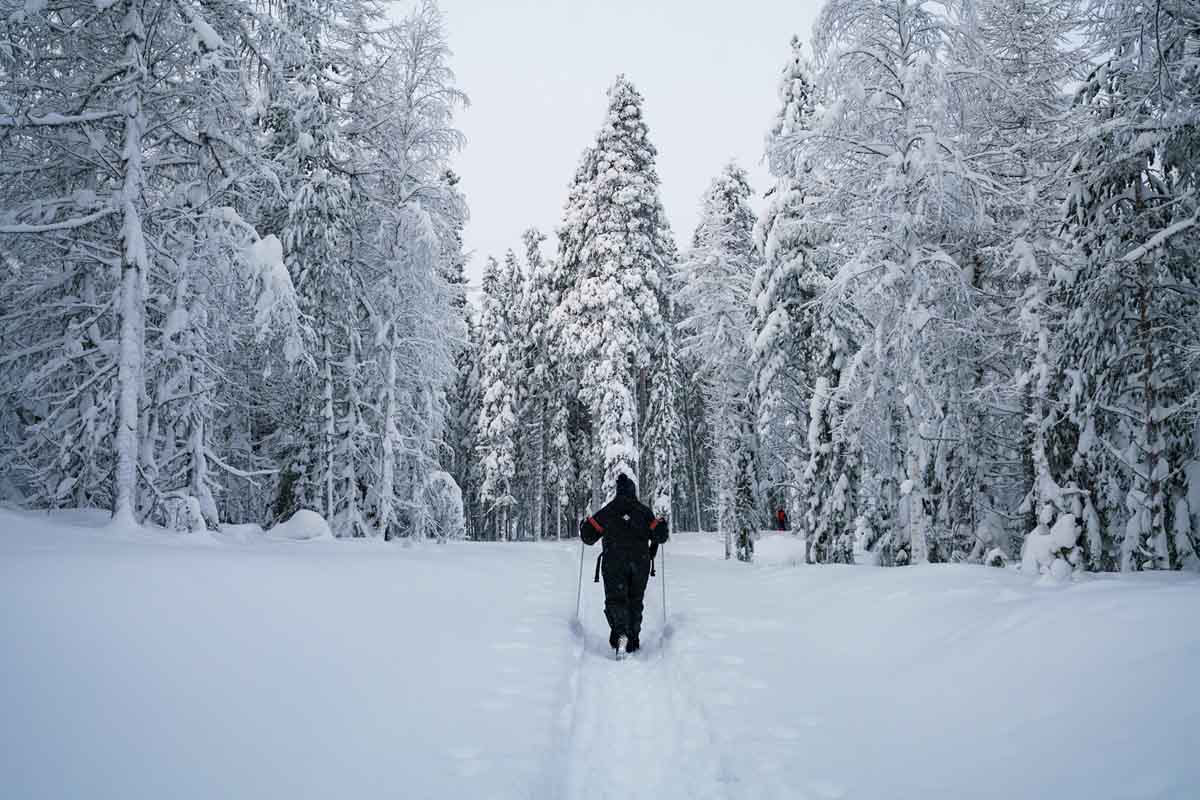 bear centre arctic lakeland snow out