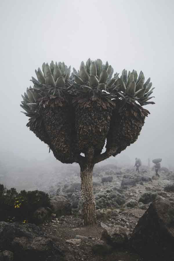 climbing kilimanjaro giant groundsel