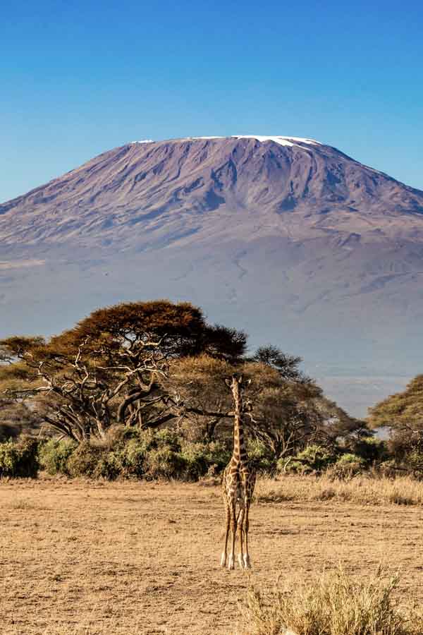 kilimanjaro giraffe