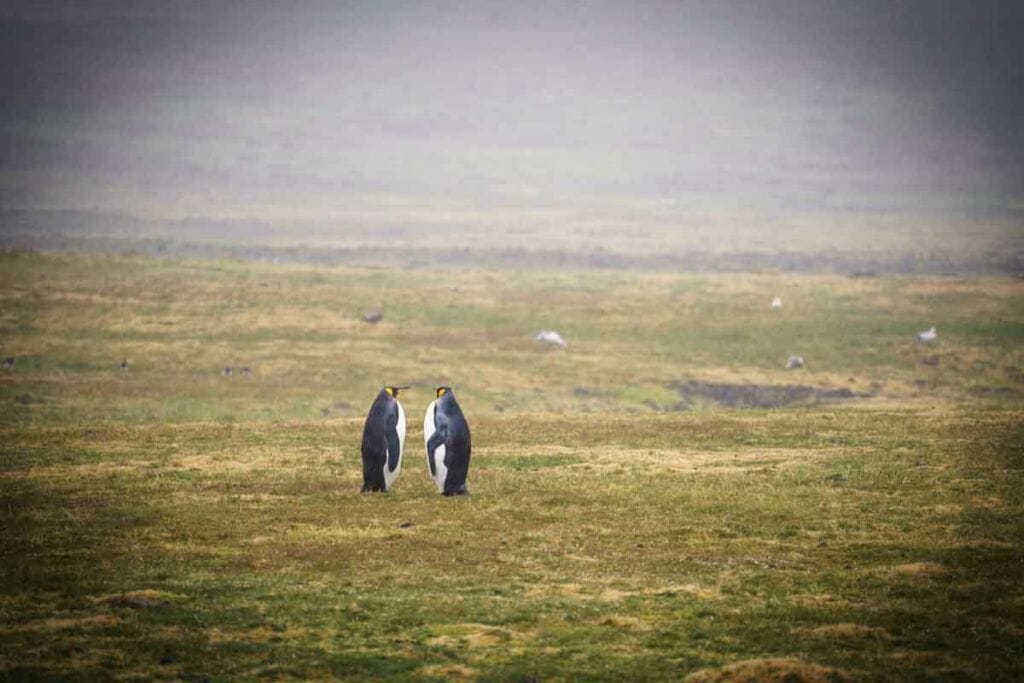 murrell misty penguins