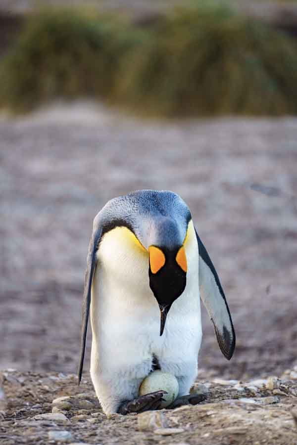 sea lion island king with egg